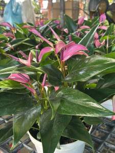 หน้าวัวพันธุ์แคระสีม่วงพาสเทล ดอกเรียว กอแน่น ดอกดก