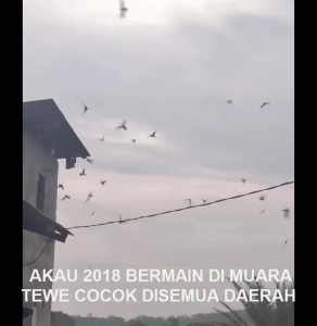 King Birahi Akau 2018 Produksi Akau Jaminan Asli 100% Original Garansi Resmi 1Tahun flashdisk