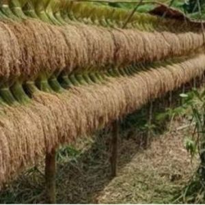 benih padi huma asli untuk lahan kering beras merah  padi Huma jenis rangey sudah di pipil husus untuk didaratan per 1kg