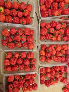 CAROLINA REAPER BUNGA