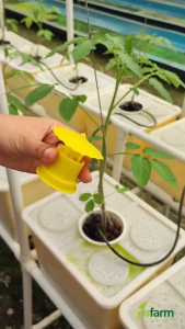 JIRIFARM - Fruit Fly Trap Killer Alat Perangkap Hama Serangga Lalat Buah plus Botol