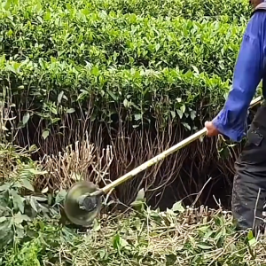 Lưỡi Cắt Cỏ 40T/60T/80T Thay Thế Cho Máy Cắt Cỏ Sân Vườn Đĩa Cắt Sắc Bén 255mm