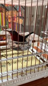 Cóng Tắm Cóng Ăn Cóng Đựng Sâu Trứng kiến cho chim hút mật  vành khuyên chòe đất nhỏ gọn tiện dụng