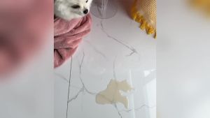 100PCS/Bag Dog Urine Absorbing Paper Pet Absorbent Paper Pet Diaper Urine Pad Quick Dry Wipe Urine Absorbent Paper Pet Supplies