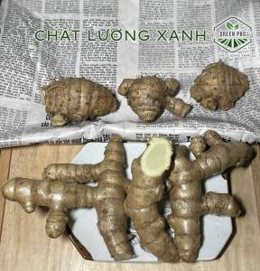 NGHỆ TRẮNG ( NGHỆ ĐỘC THÂN )