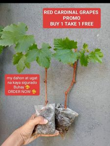 Dahon Garden Delight: 2+1 Cardinal Grapes plant Rooted Cuttings - Vibrant Outdoor Plant Seeds