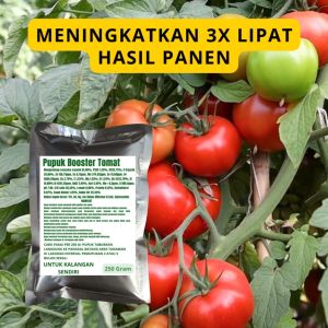 Pupuk Booster Tomat: Cara Meningkatkan Kualitas Tanaman