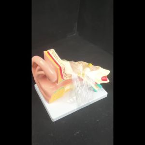 PVC 3 Part Human Ear Anatomy Medical Model Teaching Aid with Removable Sections Structure Model