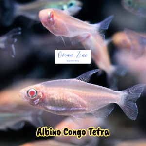 【Ocean Zone】Albino Congo Tetra  (Live Fish with DOA)