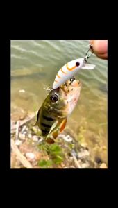 ปลั๊กเล็กมินนาว เหยื่อUL 5.5 ซน หนัก 6.5 กรัม ซิงกิงมินนาว น้ำหนักดีตีไกล แอคชั่นดีเยี่ยม เนื้อหาของผู้ปกครอง ให้บริการได้ที่สนุกและปลอดภัย