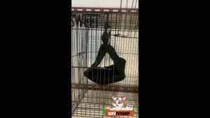 DJEVPETSHOP Sleeping Pouch Segitiga Besar Tembus Tempat Tidur Sugar Glider Tupai