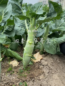 คะน้าหวานจัมโบ้ เมล็ดพันธุ์คะน้าหวานจัมโบ้ 1000 เมล็ดก้านยักษ์อวบจริง ปลูกง่ายทานอร่อย