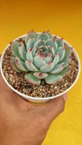 ต้นไม้อวบน้ำ กู้ ชิวาฮวนเซส Echeveria chihuahuenses #ต้นไม้อวบน้ำ #กู้ #ชิวาฮวนเซส #Echeveria