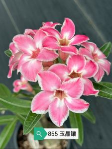 Adenium Obesum Bonsai ID 855 玉晶镶 富贵花