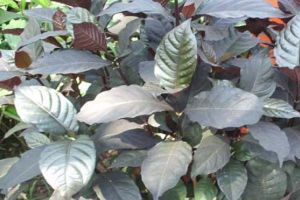 jual daun handelem  segar  60  lembar