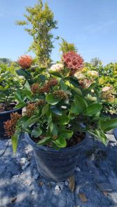 เข็มแคระส้ม หรือเข็มพิษณุโลกส้ม กระถาง 11 นิ้ว (กทม)