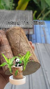 Tanaman Pohon Hanjuang Bahan Bonsai - Stek Batang Hanjuang Hijau (Dracaena Fragrance : Brazilian Wood) Dm 9-12 Cm