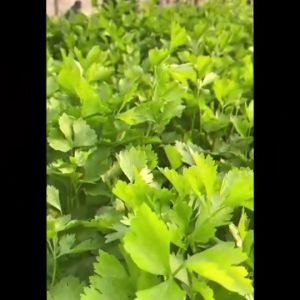 AAA 🇹🇭 ผักซอง สามเอ A3/27 กะหล่ำปลี ปูเล่เขียว ผักซอง เมล็ดพันธุ์ ผักซอง เมล็ดพันธุ์ผัก เมล็ดผัก ผักสวนครัว ต