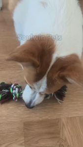 Dog Puppy Double Knot Chew Rope Chew Knot Toys Clean Teeth Pet Training Material