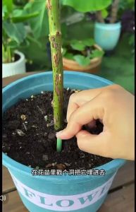 YiGo (植物缓释棒) 植物营养棒 家用通用型氮磷钾花肥料绿植花卉缓释肥 肥料 植物肥 gardening fertilizer soil fertilizer Cocopeat