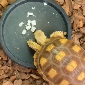 Magnifica Cuttlebone BITES for Birds Turtle Isopods Fish Hamster Guinea Pig