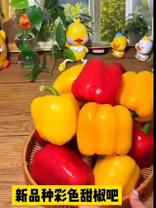 Five-color sweet pepper seeds 彩色菜椒蔬菜种籽green pepper bell pepper space pepper and colorful chili peppers high-yield vegetable seeds for all four seasons