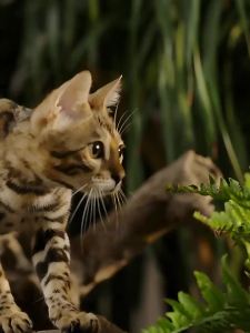 FurryTail | Nước Uống Probiotic Cho Thú Cưng Tăng Cường Sức Khỏe Dạ Dày