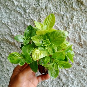 Limnophila Rugosa Emersed 5 batang Tanaman Aquascape