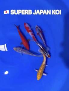 JAPAN KOI 6pcs CNY COMBO OFFER AT RM2888 FROM YAMASAN KOI FARM with FREE SHIPPING & FREE ITEMS !!