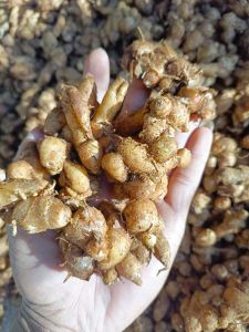 kemasan ( 1.kg ) KENCUR/CIKUR ASLI CIAMIS WANGI COCOK UNTUK BUMBU