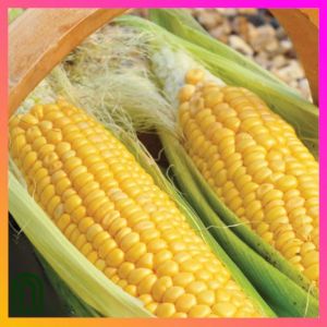 SeedsPLAZA™ - High Germination Sweet Corn Mais Seeds (15 Seed) for Planting F1 Hybrid Plant Vegetables Vegetable Plants