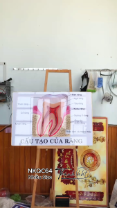 Khung tranh phòng khám nha khoa tranh nha chu trang răng hàm mặt Tranh Nha Khoa cấu tạo của răng NKQC64