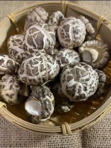 Premium Grade China Shiitake Mushroom | 精选湖北中国白花菇 肉厚Q弹 特级货