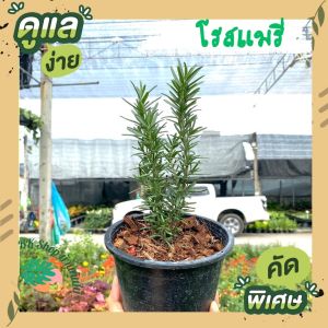 ต้นโรสแมรี่.4.นิ้ว Rosemary ส่งพร้อมกระถาง สมุนไพรฝรั่ง โรสแมรี่ปักชำ Rosemary สมุนไพรฝรั่ง ต้นไม้มงคล ต้นไม้ฟอกอากาศ ต้นไม้ปลูกในบ้าน