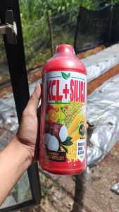 Pupuk KCL SILICA 1 liter Cap Galaxy Booster Umbi Buah Bawang Merah Manjur Ketela Jahe Kunir Kencur