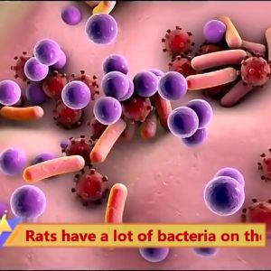 No rats within 100m Rat Poison Killer moth balls for rats mouse repellant insect killer Powerful Mouse Repeller Insect Non-Toxic