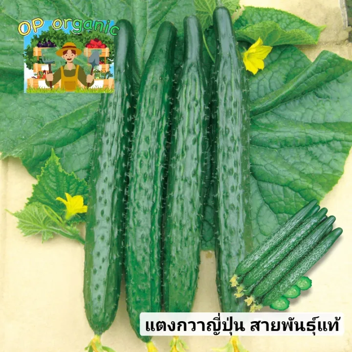 เมล็ดแตงกวาญี่ปุ่น สายพันธุ์แท้ หวานกรอบ