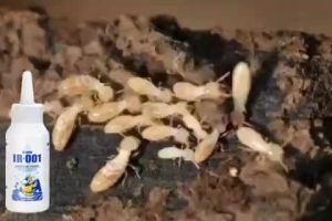 Racun anai anai terbaik One drop kills the whole group Ant killer Termite killer 100g Anai killer Ant repellent White ant killer Termite bait 蚂蚁粉药