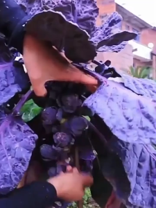 250 Butir Benih Sayur Brussel Sprout / Bibit Brussels Sprout / Kubis Mini Hijau Ungu