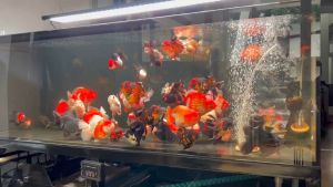 Khoáng cho cá - (PLUSS) - 1gram xử lý được 200l nước)