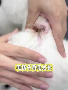 BAYLDAHL | Bột Tẩy Lông Tai Không Đau cho Chó