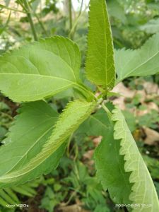 Daun kiriyuh obat herbal rempah2 100gram