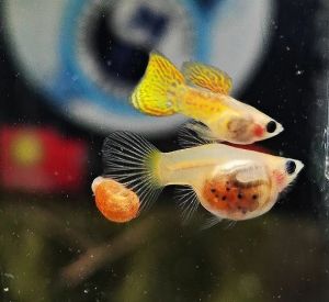 GUPPY YELLOW LACE SHORT BODY GLASS BELLY PAIR (GRADE)