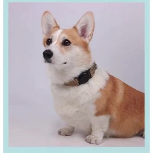 Dog Collar with Airtag Holder Ultra-Durable Comfortable Padded Heavy Duty Dog Collars for Small Medium Large Dogs