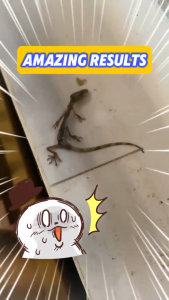 Kills instantly when eaten Lizard killer Lizard Bait 壁虎药 racun cicak paling berkesan racun cicak paling kuat lizant racun cicak ubat cicak paling berkesan ubat cicak dalam rumah ubat cicak lizant ubat cicak viral Cicak killer Power Gel