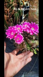 XƯƠNG RỒNG GYM SIZE TẦM 6CM hoa xổ số . Có tặng kèm chậu nhựa nhỏ