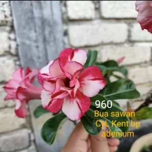 Adenium Kemboja Bonsai ID:960/富贵花