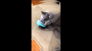 Pet Massager Handheld for Dog and Cat Rechargeable Electric Massage Tool Head and Back Scratcher for Relieving Tense Tight Muscles and Stiffness with Four Rotating Massage Heads