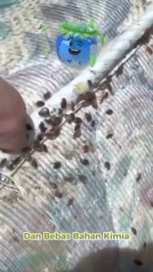 cairan pembunuh kutu kasur kutu busuk tungau bed bug killer paling ampuh original