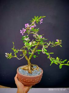 Special variety&Double color Bluebell Bonsai Plant双色凌珊盆栽